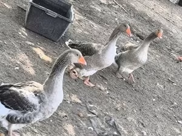 Graue und graugescheckte dänische Gans