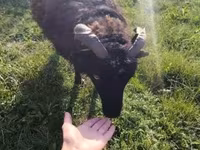 Ovelha, Ouessant sheep — foto 3