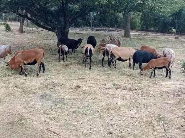 Bélier, Cameroon sheep — Hongrie