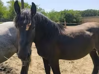 حصان, Hungarian horse breed — الصورة 2