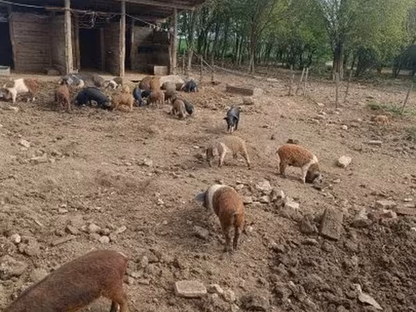 Boar, Pigs