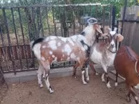 Kozioł, Nubian Goat — zdjęcie 4