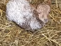 Brebis, Racka sheep — photo 2