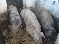 Cerdos (lote, sexo no especificado), Пьетрен — foto 1