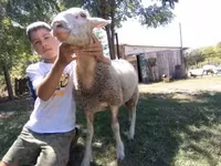 Schaf, Lacaune sheep — Foto 3
