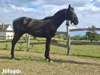 Caballo, Nonius horse — foto 6