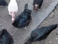 Chickens — 写真 1