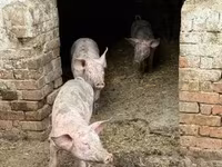 मादा सूअर, Пьетрен — फ़ोटो 2