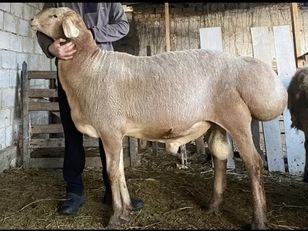 Ovan, Hissar sheep