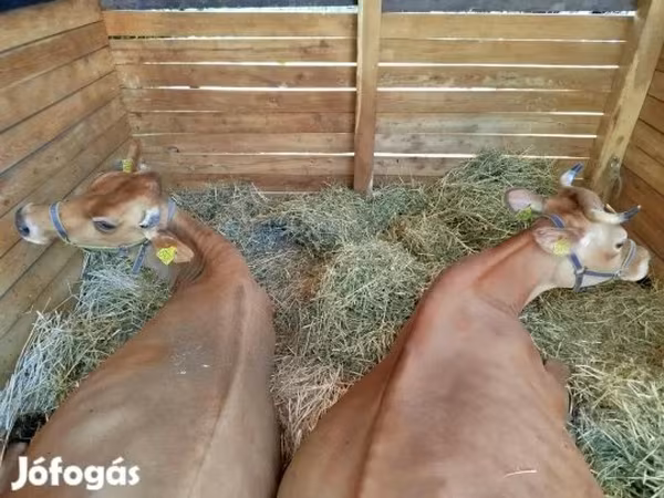 Vaca, Raça Jersey — Hungria