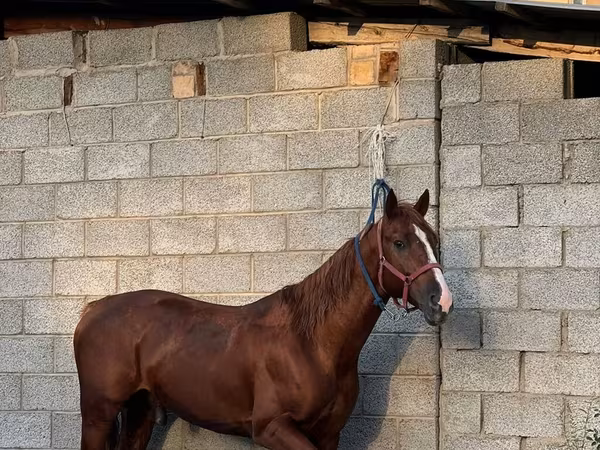 Koń, Friesian sport horse