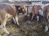 Vaca, Simmental cattle — foto 2