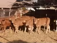 公牛, Limousin cow — 照片 1