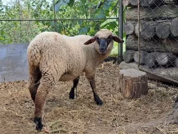 Ovelha, White Suffolk sheep