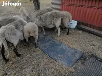 Ovca, White Suffolk sheep — fotografija 3