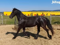 فرس, Friesian — الصورة 1