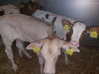 Buğa, Simmental cattle — foto 3