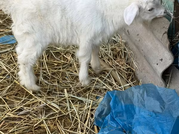 Jarac, Saanen goat