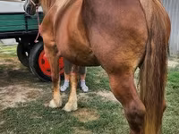Yegua, Hungarian horse breed — foto 4