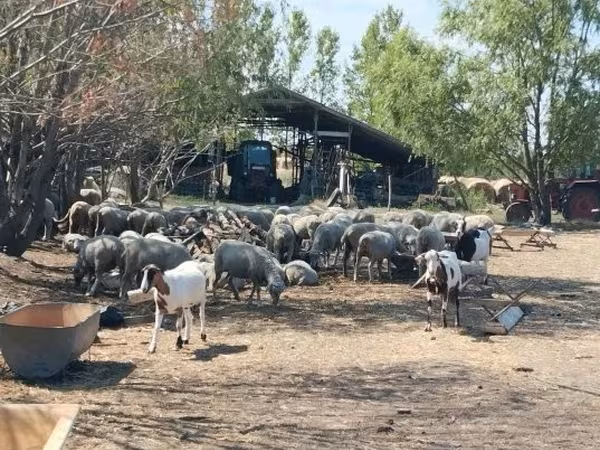 Ram, Sheep