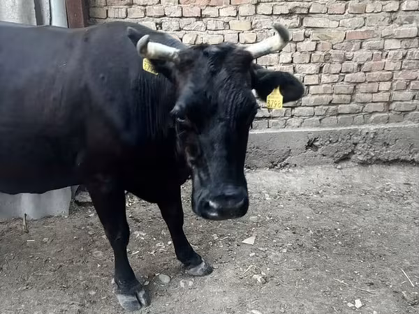 Krowa, Swiss cattle