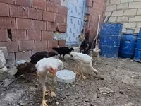 Chickens — fotografija 5