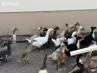 Ducks — fotografija 1