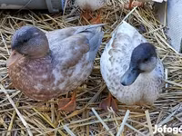 Ducks — fotografija 4