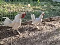 Chickens — fotografija 5