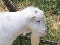 Jarac, LaMancha goats — fotografija 2