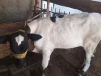 Сиыр, Russian Black pied cattle — 2-сурет
