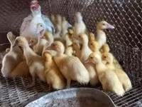 Ducks — الصورة 3