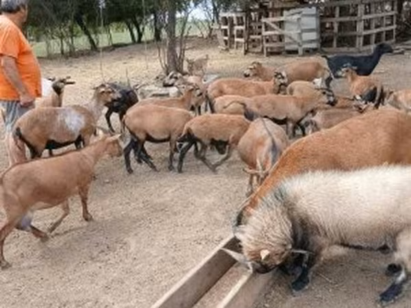 Ovce (partija, pol nije naveden), Овце