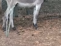 Koń, Konie — zdjęcie 2