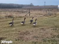 Geese — fotografija 1