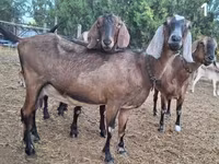 Коза, Nubian Goat — фото 1