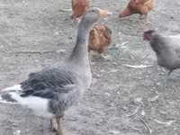 Geese — الصورة 1
