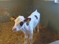 Sigir, Simmental cattle — 1-rasm