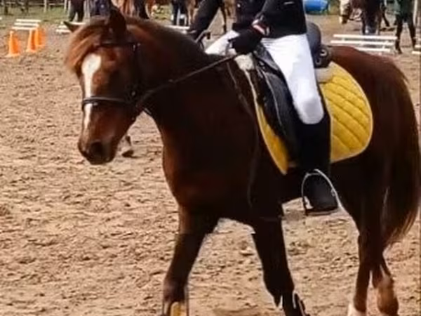 雌馬, 馬 — ハンガリー