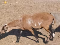 Schaf, Cameroon sheep — Foto 1