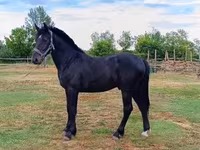 公马, Horses — 照片 1