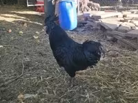 Ayam Cemani — Foto 2