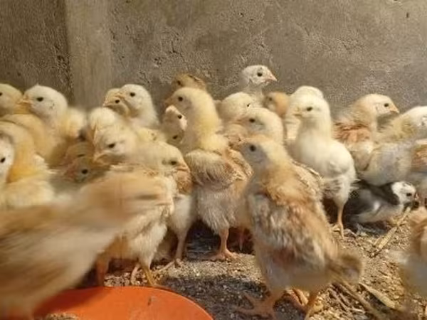 Chickens
