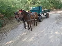 Horse (M), Horses — photo 5