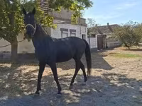 Hengst, Hungarian horse breed — Foto 1