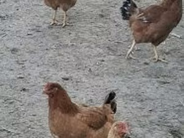Danish hen
