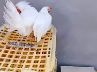 Chickens — fotografija 2