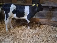 公牛, Russian Black pied cattle — 照片 2