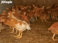 Chickens — 照片 2