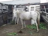 Jument, Chevaux — photo 2